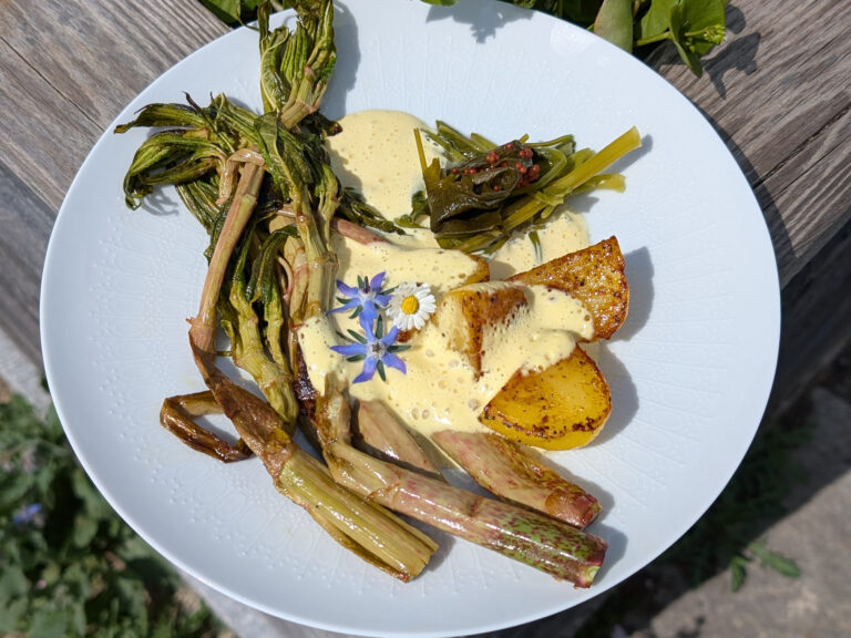 Japanischer Knöterich Spargel