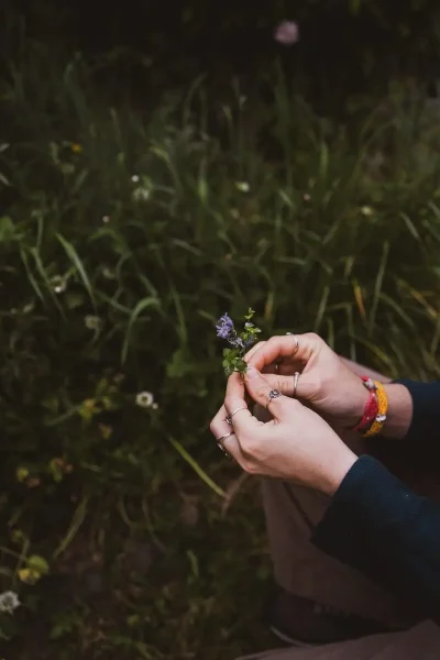 Hands holding small purple wildflowers with green grass background